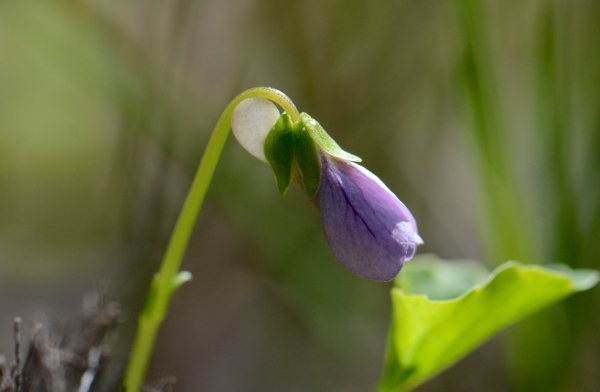 Photo of Viola palustris by Ryan Batten