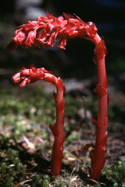 Photo of Hypopitys monotropa by Jim Riley