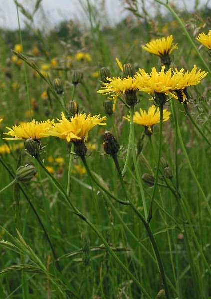 Photo of Crepis biennis by Robert Flogaus-Faust