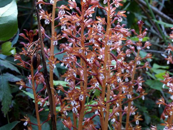 Photo of Corallorhiza maculata var. occidentalis by Rod Innes