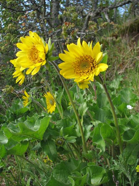 Photo of Balsamorhiza deltoidea by <a href="http:// www.lilley.ca">Patrick Lilley</a>
