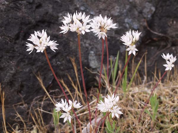 Photo of Allium amplectens by Rod Innes