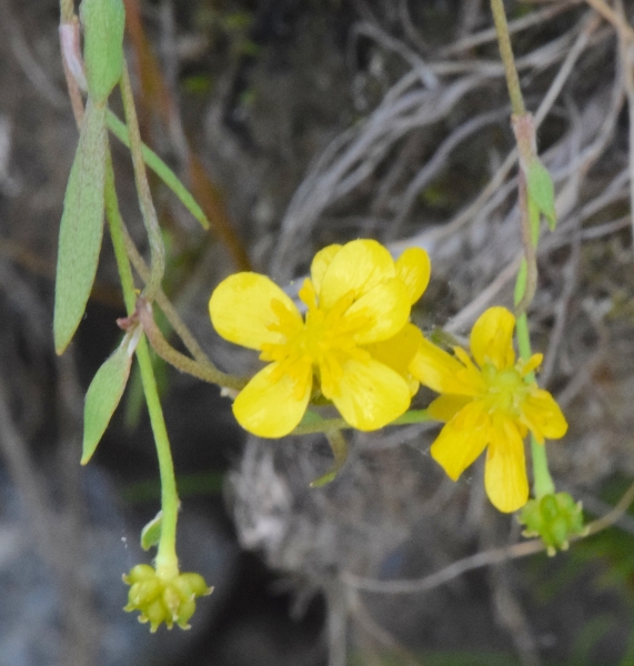 Photo of Ranunculus flammula var. flammula by Paul Handford