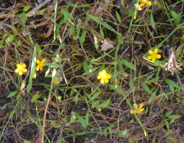 Photo of Ranunculus flammula var. flammula by Paul Handford