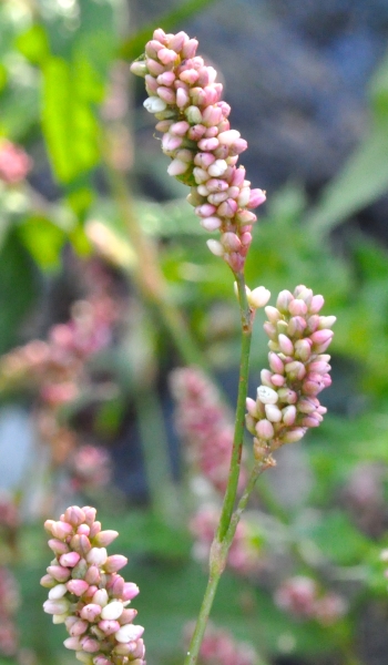 Photo of Persicaria maculosa by Paul Handford