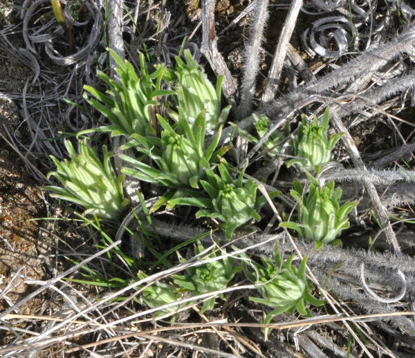 Photo of Lithospermum ruderale by Paul Handford