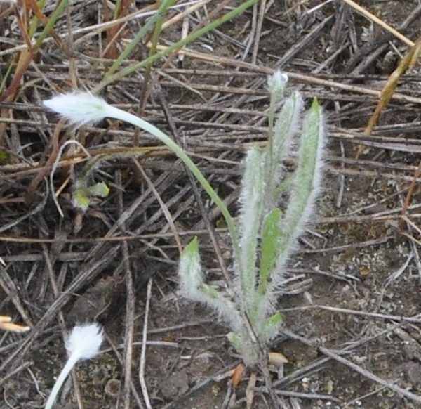 Photo of Plantago patagonica by Paul Handford