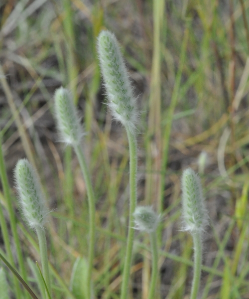 Photo of Plantago patagonica by Paul Handford