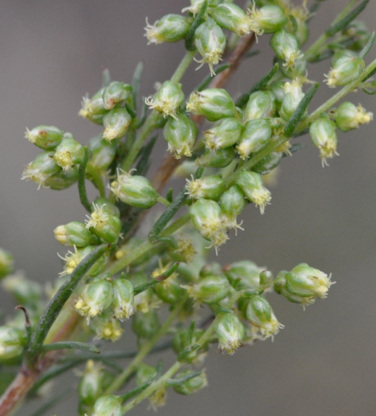 Photo of Artemisia campestris by Paul Handford