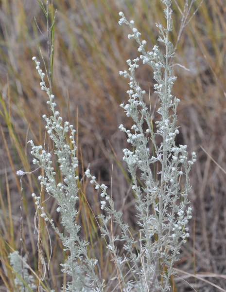 Photo of Artemisia frigida by Paul Handford