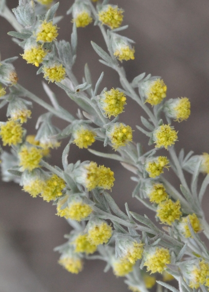 Photo of Artemisia frigida by Paul Handford