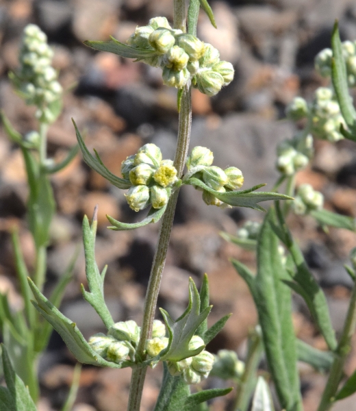 Photo of Artemisia lindleyana by Paul Handford