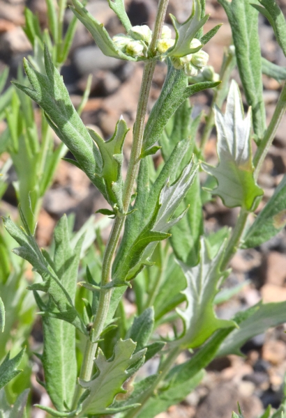 Photo of Artemisia lindleyana by Paul Handford