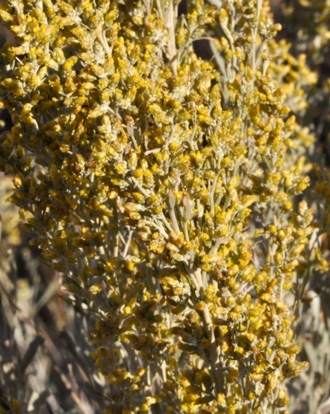 Photo of Artemisia tridentata by Paul Handford