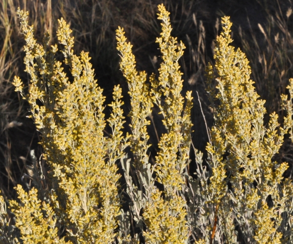 Photo of Artemisia tridentata by Paul Handford