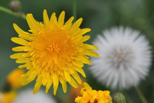 Photo of Sonchus arvensis by Paul Handford