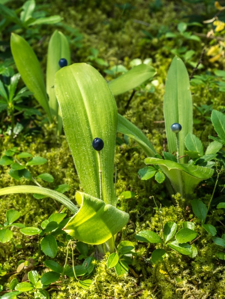 Photo of Clintonia uniflora by Bryan Kelly-McArthur