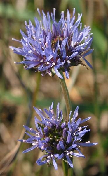 Photo of Jasione montana by Robert Flogaus-Faust