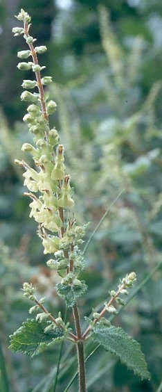 Photo of Teucrium scorodonia by Robert Flogaus-Faust