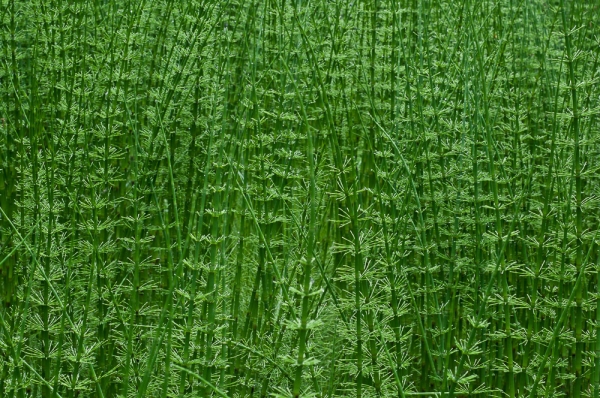 Photo of Equisetum fluviatile by Bryan Kelly-McArthur
