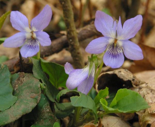 Photo of Viola riviniana by Robert Flogaus-Faust