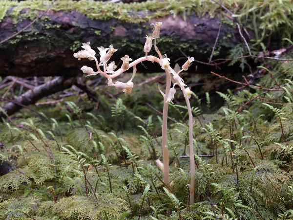 Photo of Hypopitys monotropa by Rod Innes