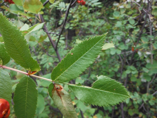Photo of Sorbus scopulina var. cascadensis by Allan  Carson