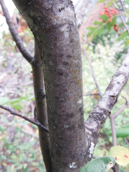 Photo of Sorbus scopulina var. cascadensis by Allan  Carson