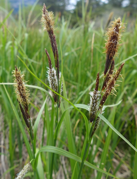 Photo of Carex lyngbyei by Judith Holm