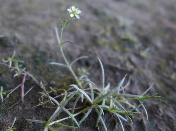 Photo of Spergularia canadensis by Judith Holm