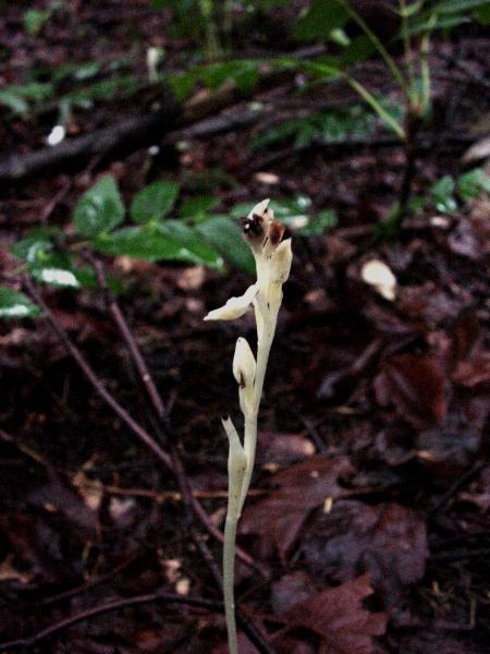 Photo of Cephalanthera austiniae by Province of British Columbia (Bill Jex)