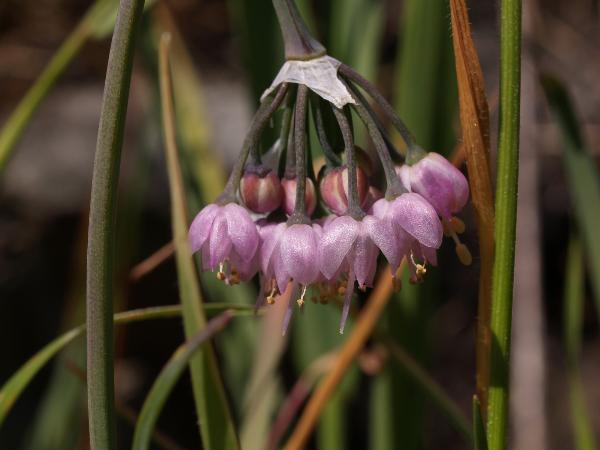 Photo of Allium cernuum by Rod Innes