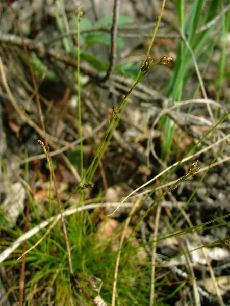 Photo of Carex eburnea by Jamie Fenneman