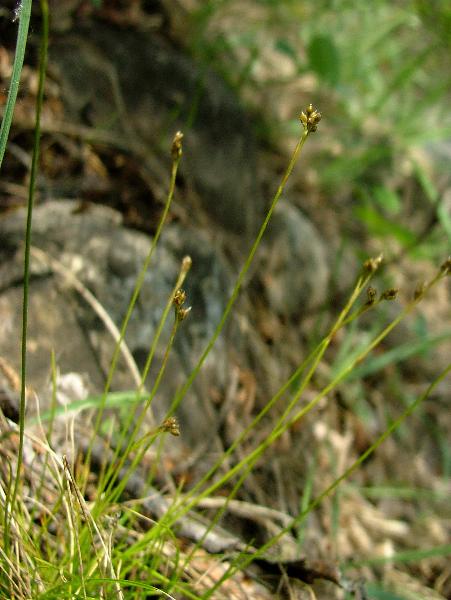Photo of Carex eburnea by Jamie Fenneman