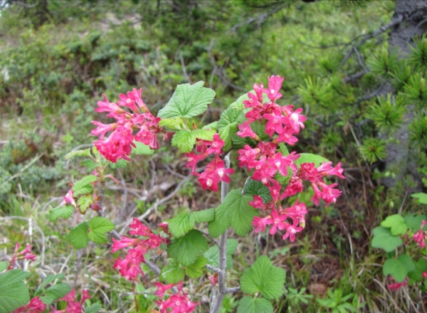 Photo of Ribes sanguineum by Jim Riley