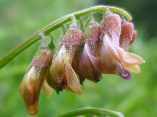 Photo of Vicia nigricans by Judith Holm