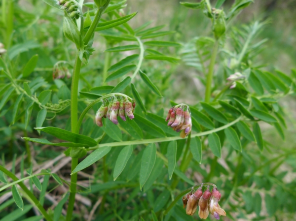 Photo of Vicia nigricans by Judith Holm