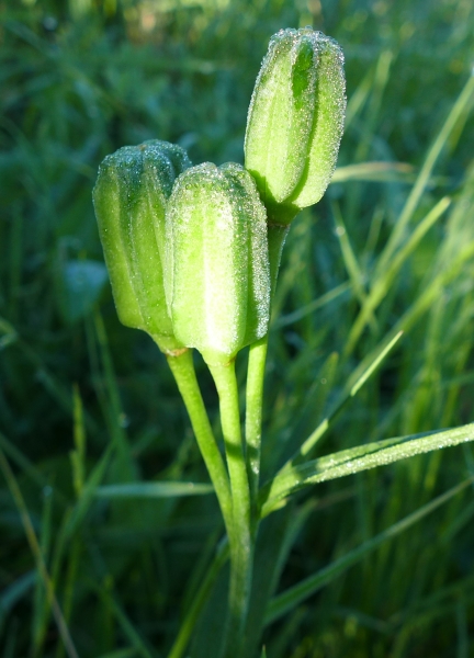 Photo of Fritillaria camschatcensis by Judith Holm