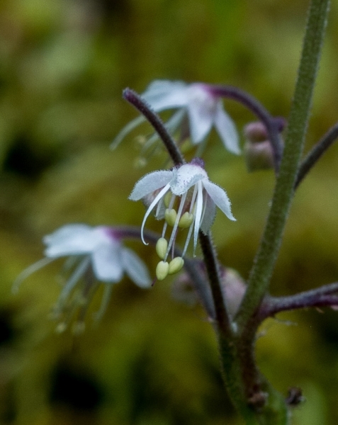 Photo of Tiarella trifoliata var. unifoliata by Bryan Kelly-McArthur
