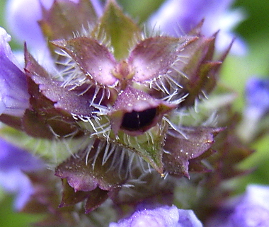 Photo of Prunella vulgaris ssp. vulgaris by <a href="http://www.flickr.com/photos/dianesdigitals/">Diane Williamson</a>