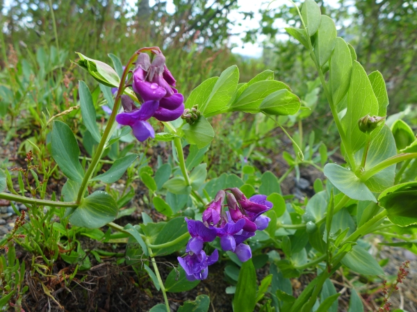 Photo of Lathyrus japonicus by Judith Holm