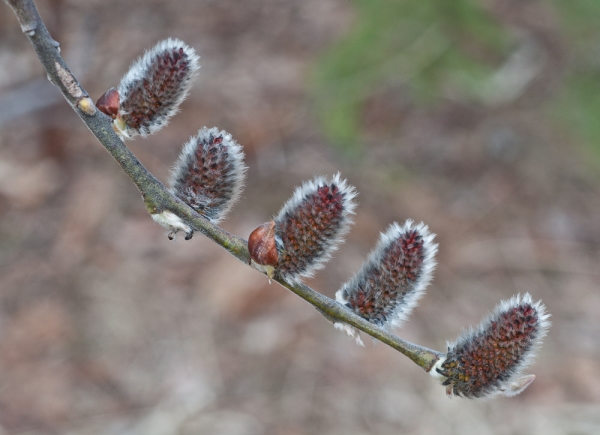 Photo of Salix scouleriana by Bryan Kelly-McArthur