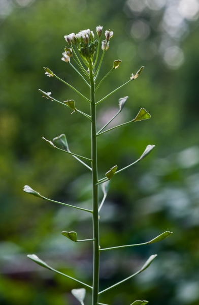 Photo of Capsella bursa-pastoris by Bryan Kelly-McArthur