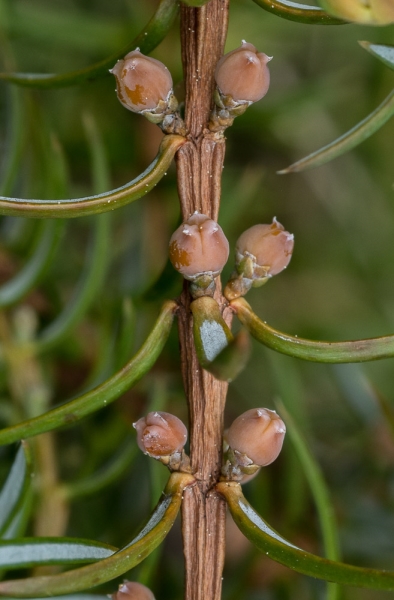Photo of Juniperus communis by Bryan Kelly-McArthur