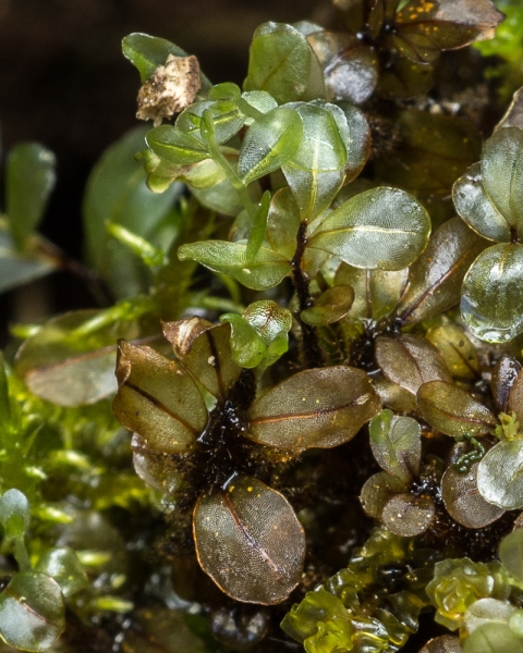 Photo of Rhizomnium magnifolium by Bryan Kelly-McArthur
