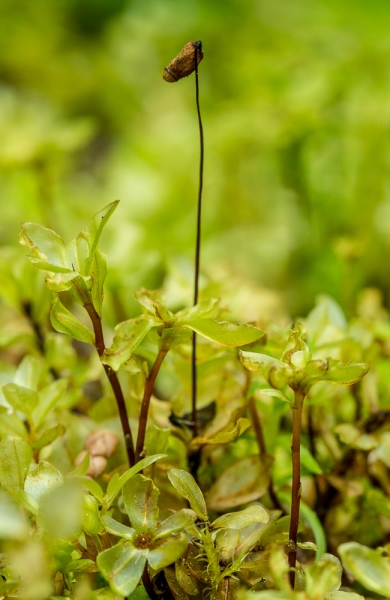 Photo of Rhizomnium magnifolium by Bryan Kelly-McArthur