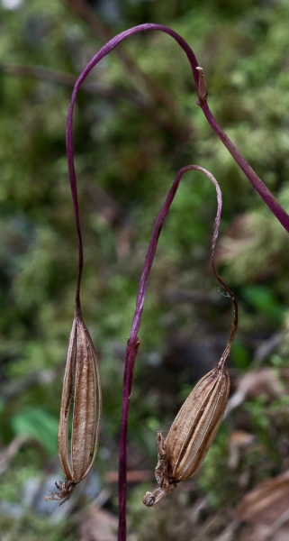 Photo of Calypso bulbosa var. americana by Bryan Kelly-McArthur