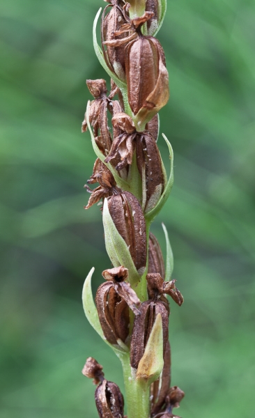 Photo of Platanthera dilatata var. dilatata by Bryan Kelly-McArthur