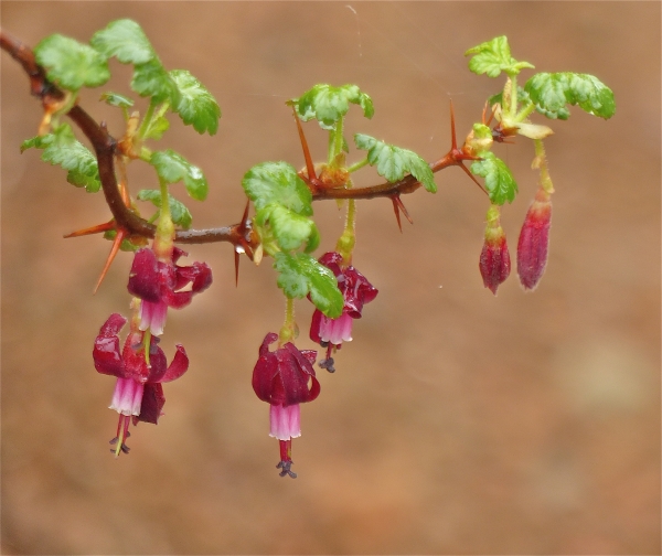 Photo of Ribes lobbii by Rosemary Taylor
