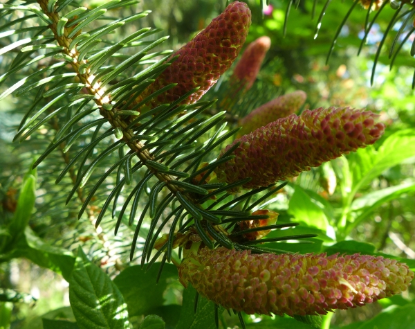 Photo of Picea sitchensis by Judith Holm